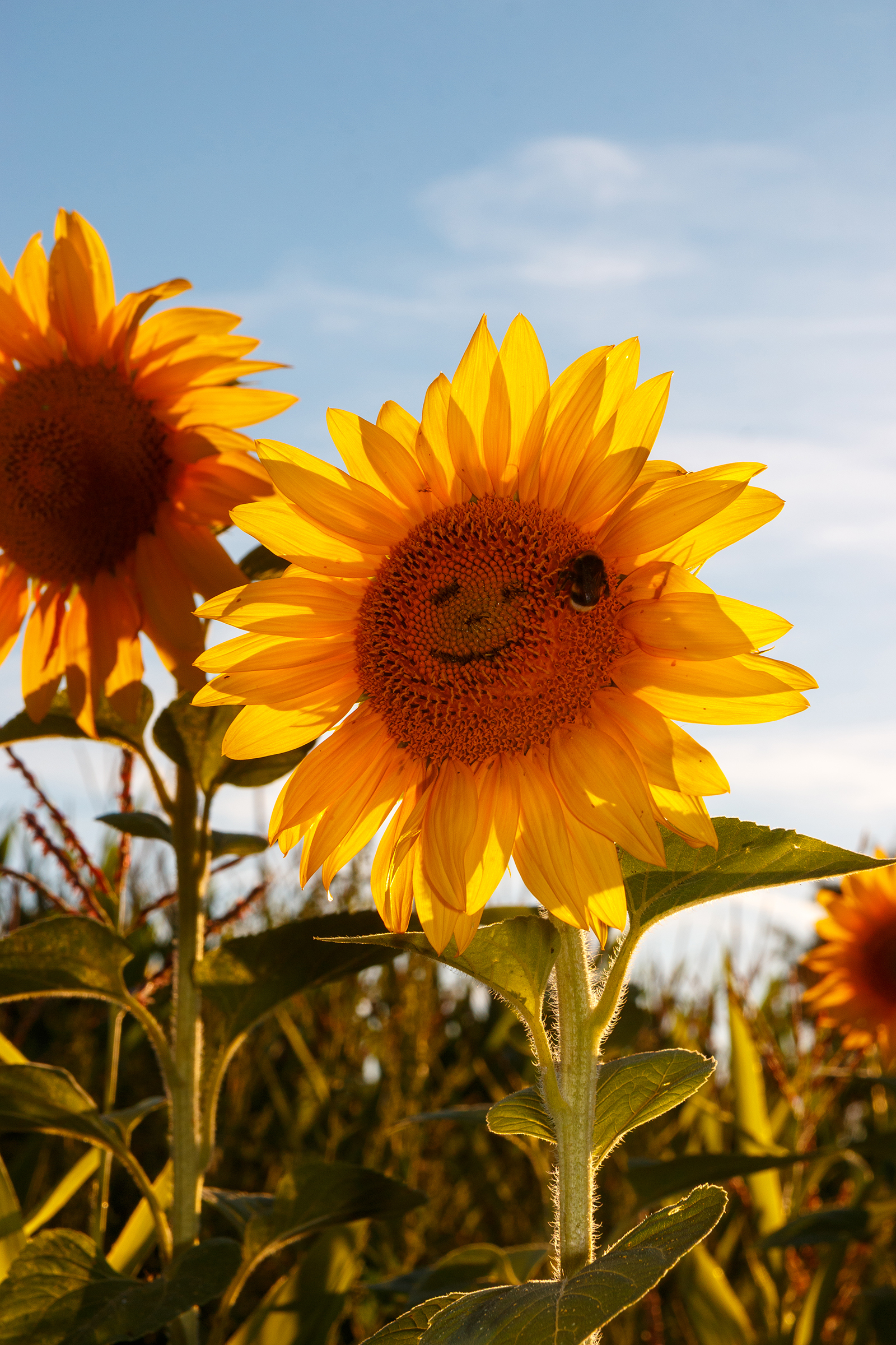 Ein lachendes Gesicht in einer Sonnenblume